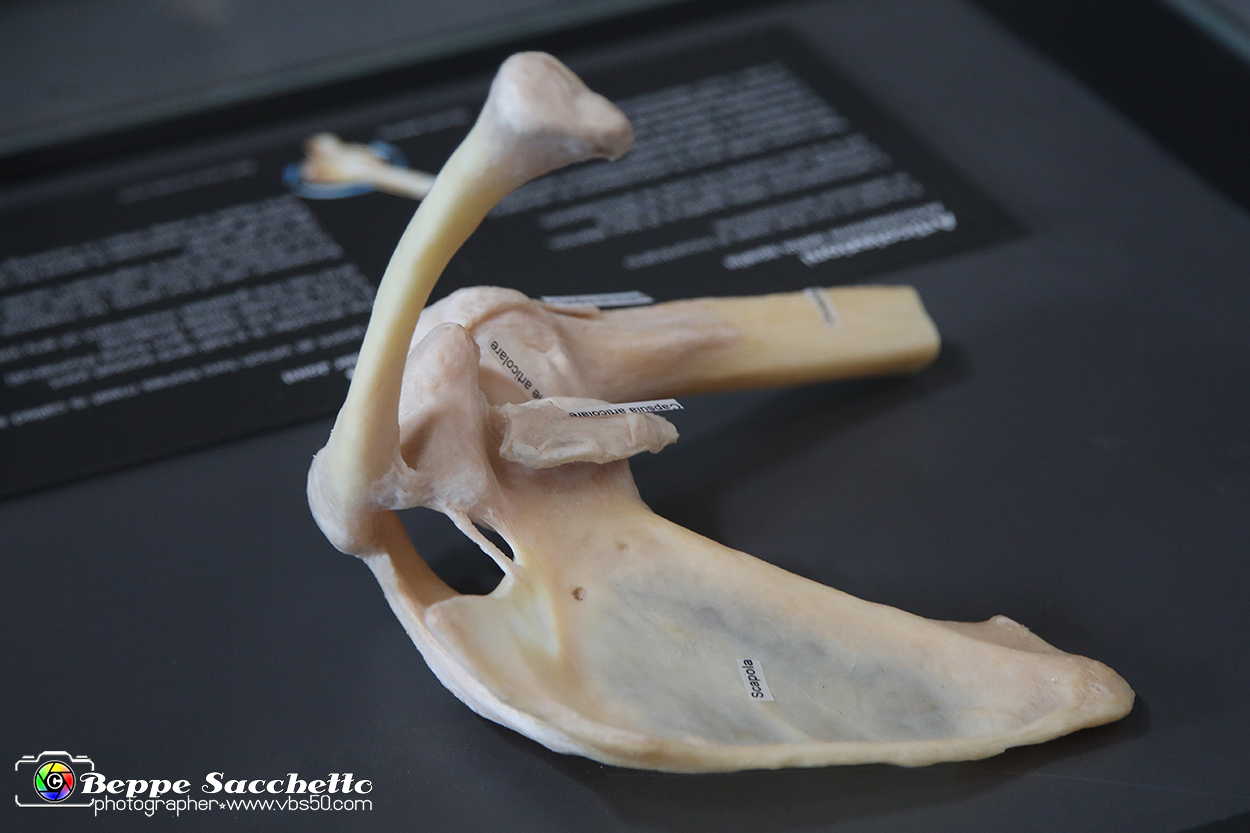 VBS_3089 - Articolazione della spalla - Mostra Body Worlds.jpg